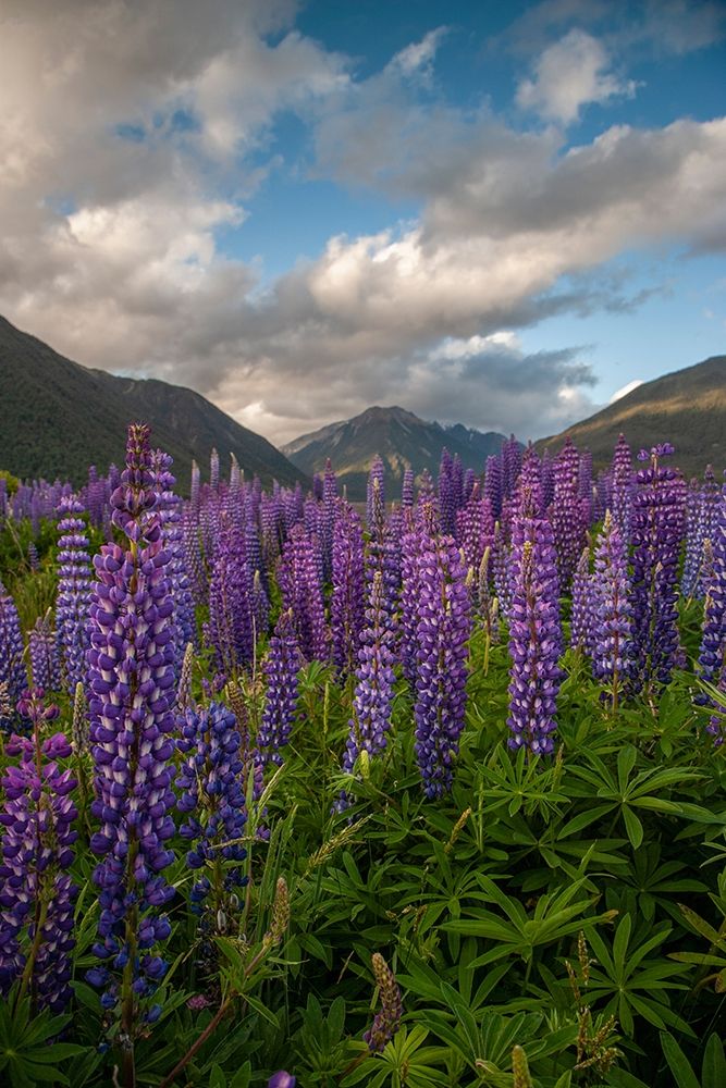 South Island Lupine blooming in valley art print by Jaynes Gallery for $57.95 CAD